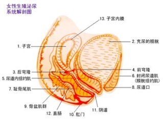 <b>附件炎是一种什么样的妇科病</b>