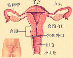 引起女性宫颈肥大的原因是什么