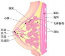 治疗乳腺炎加强护理很关键 四点你需了解清楚