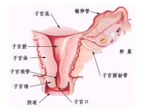 在淮安治疗阴道炎多少钱