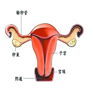 宫腔分离什么意思