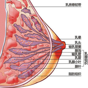 得乳房囊肿该怎样医治，乳房囊肿会癌变吗?