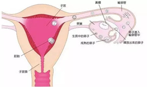 【必知】排暖期出血怎么回事_排卵期出血会影响怀孕吗