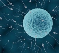 男性前列腺液会导致怀孕吗