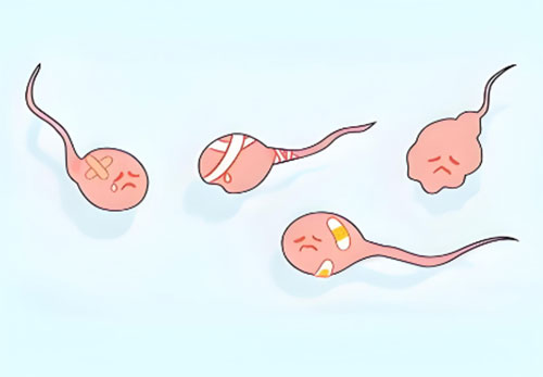 精子质量不好会怎么样