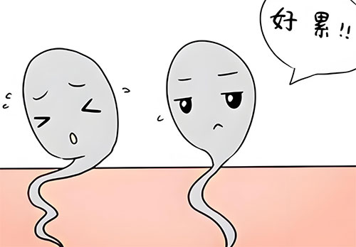 精活力低是什么原因
